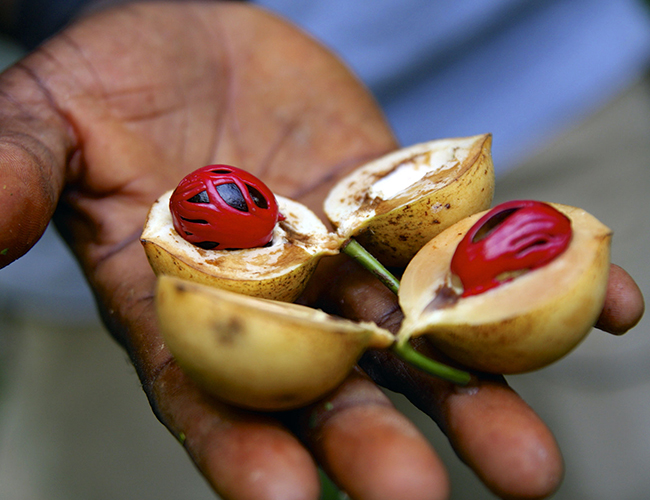 ZANZIBAR SPICE TOUR