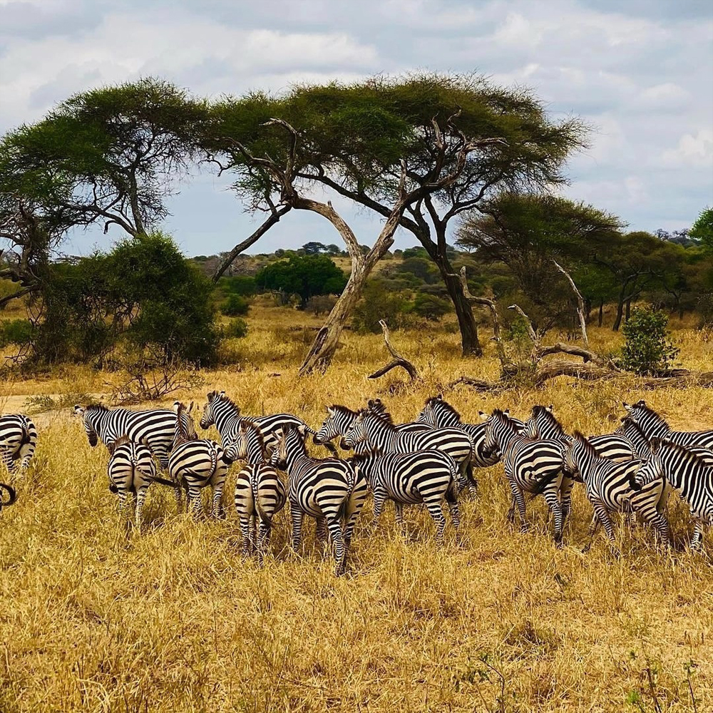 2 Days Fly-in Safari to Selous Game Reserve from Zanzibar