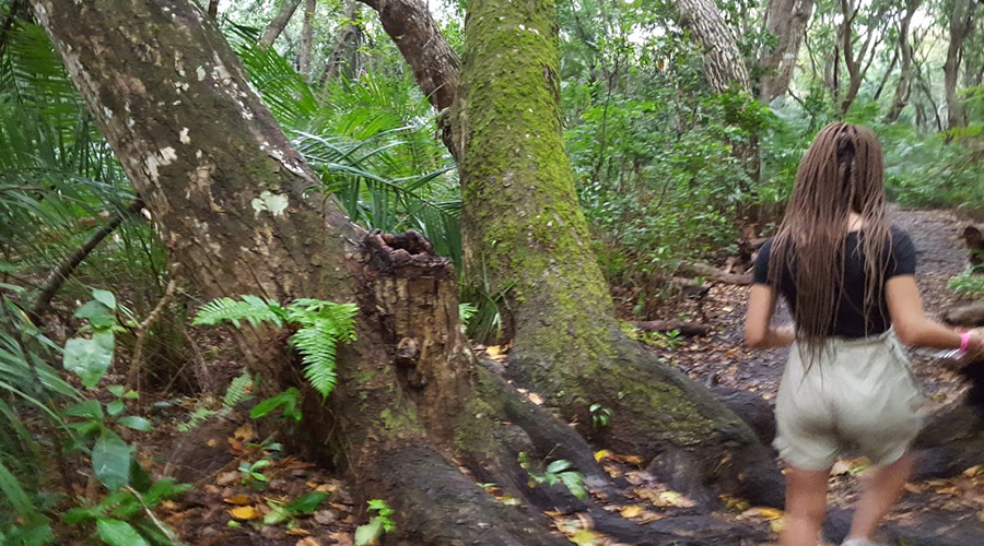 Jozani Forest Tour