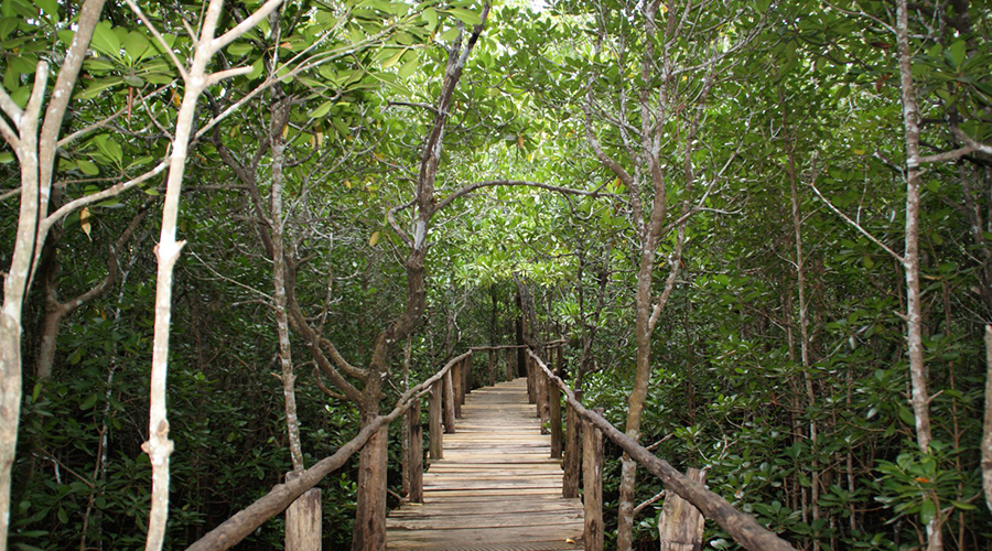 Jozani Forest Tour