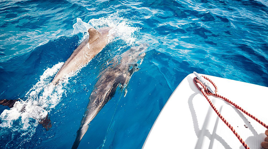 Kizimkazi Dolphin Tour