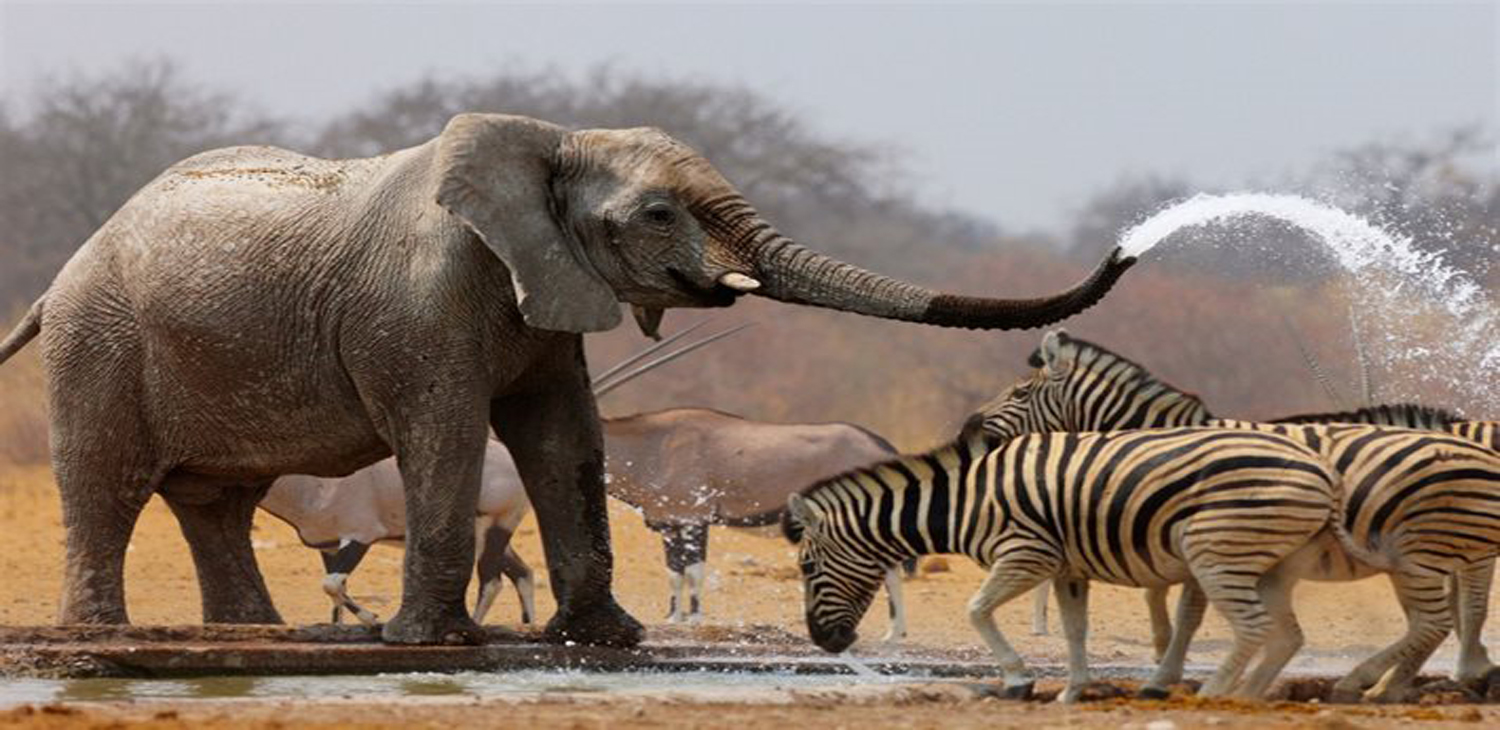Safaris Package
