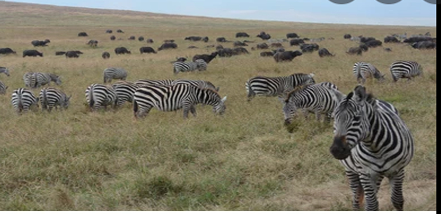 Safaris Package