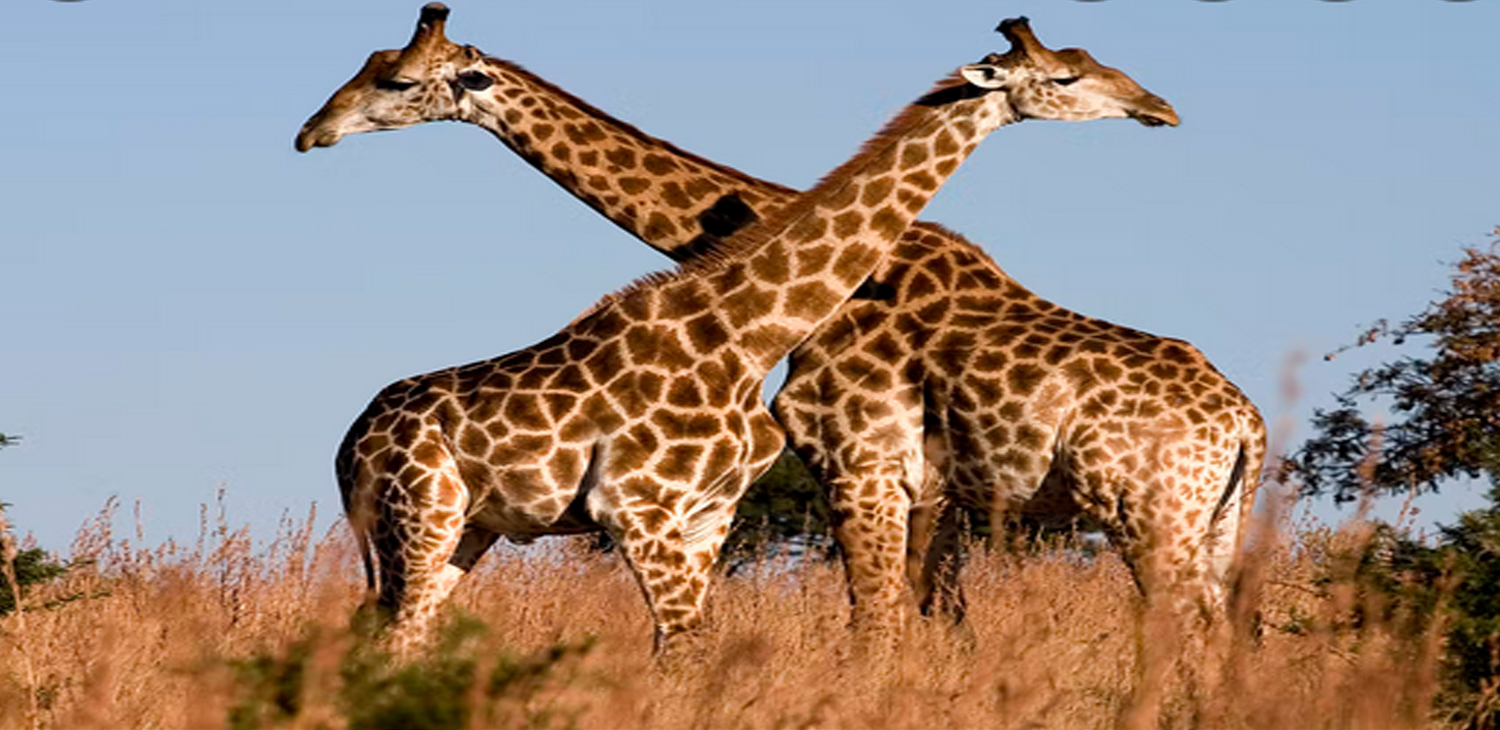Safaris Package