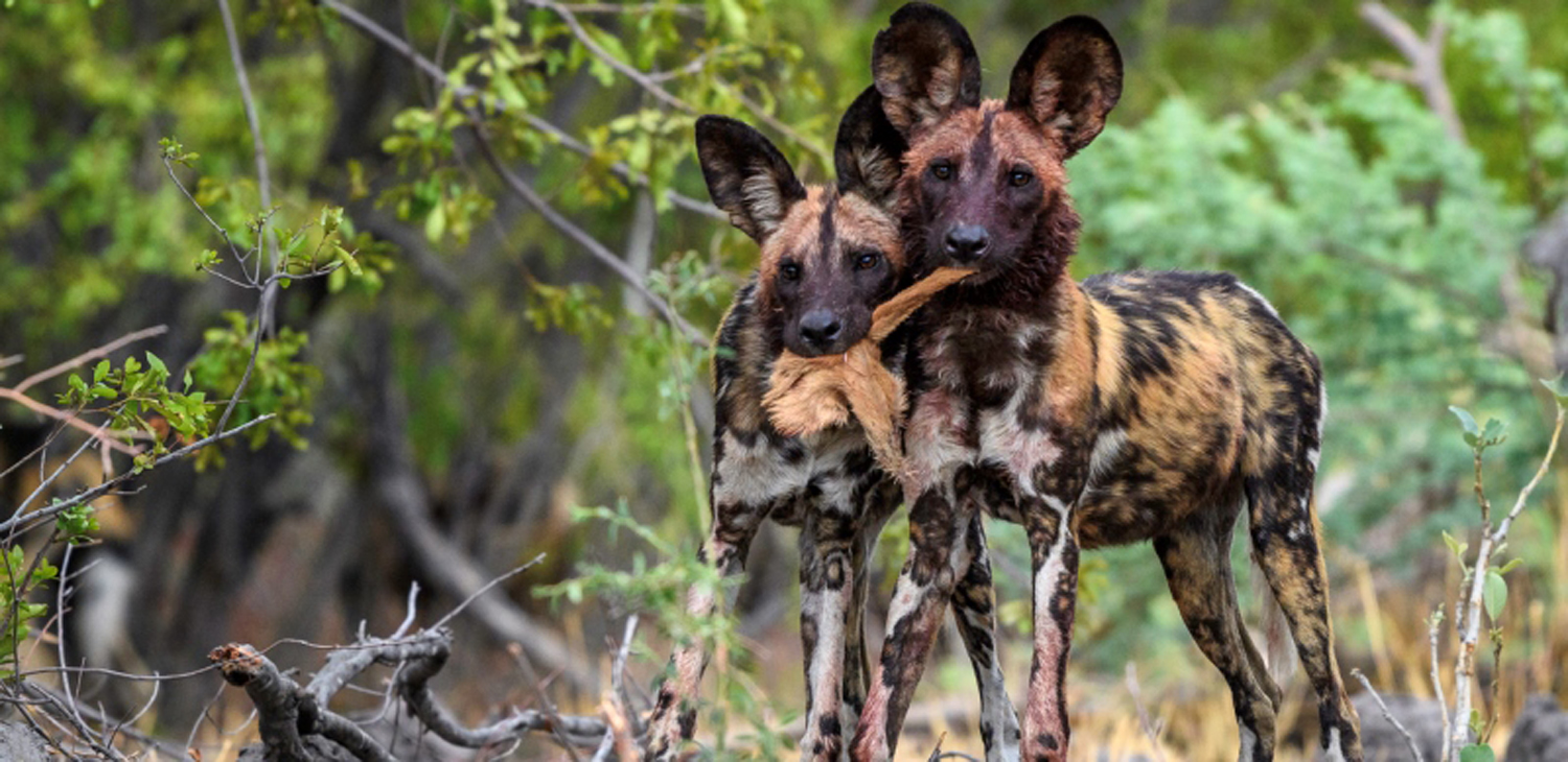 Safaris Package