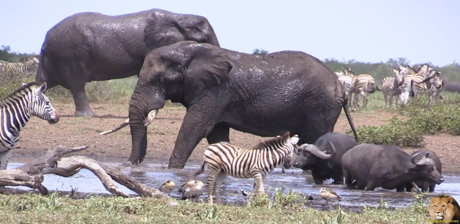 Safaris Package