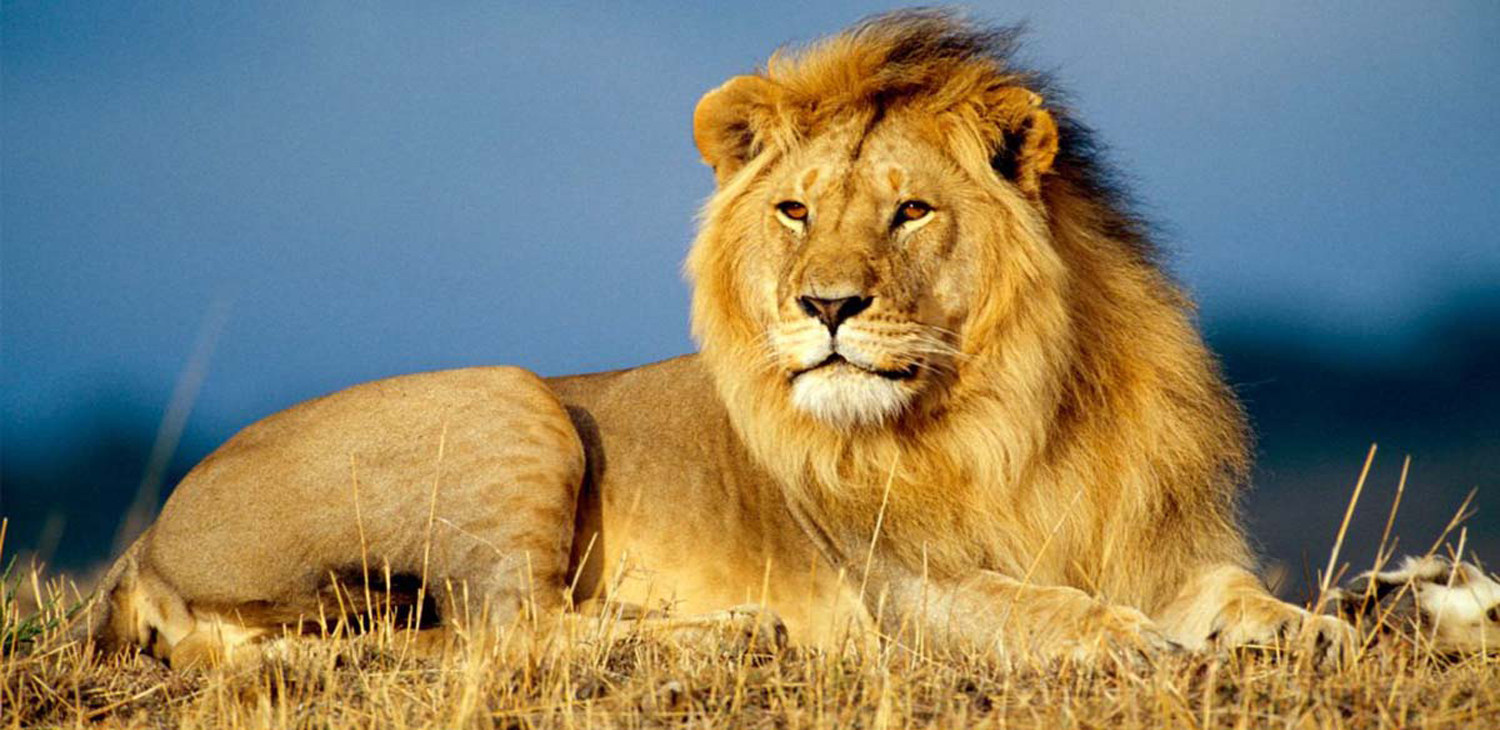 Safaris Package