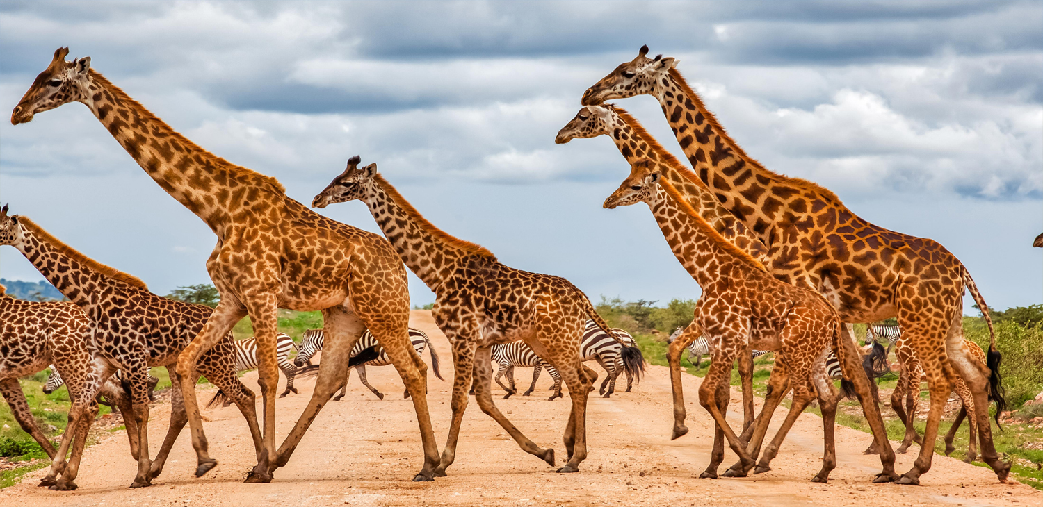Safaris Package