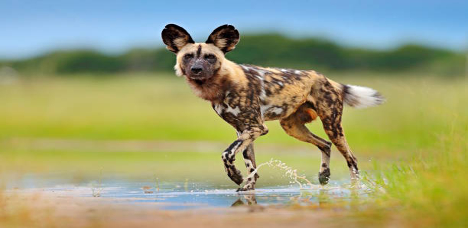 Safaris Package