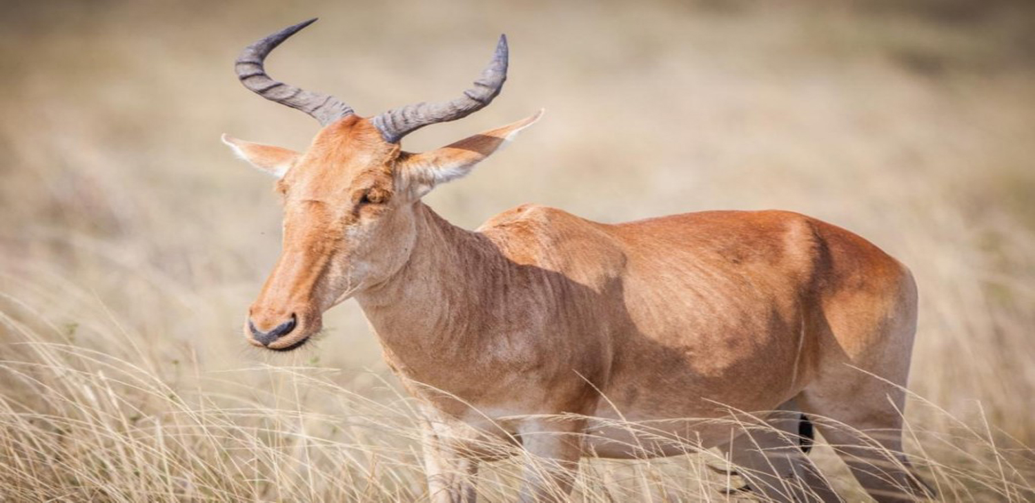 Safaris Package