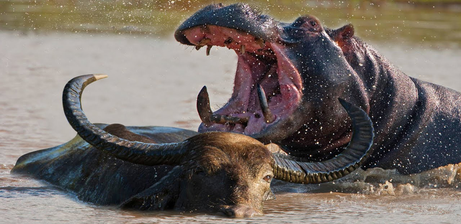Safaris Package