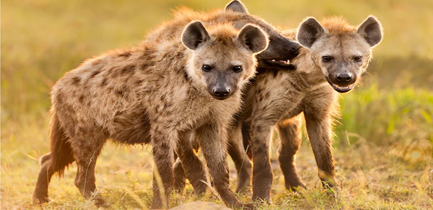 Safaris Package