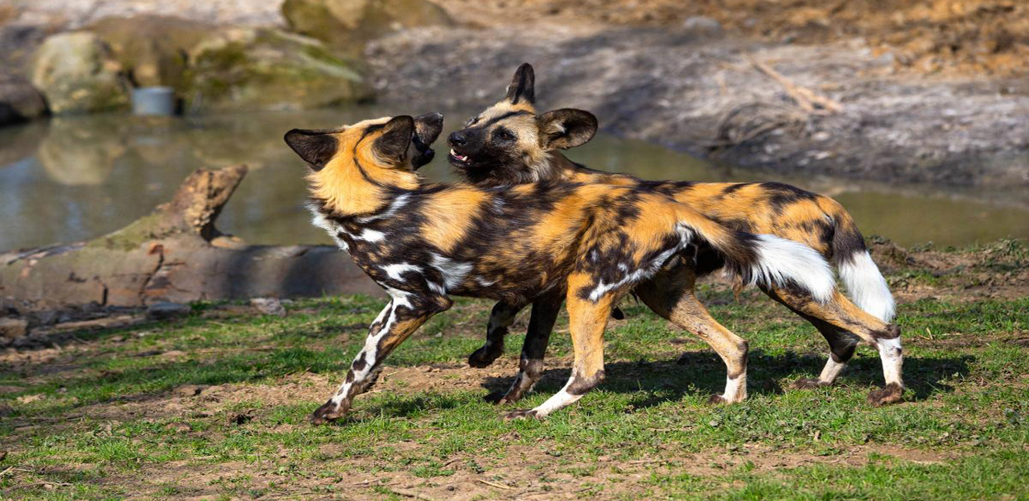 Safaris Package