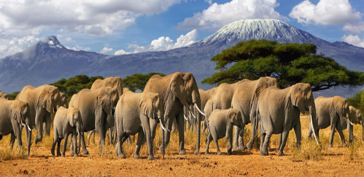Safaris Package