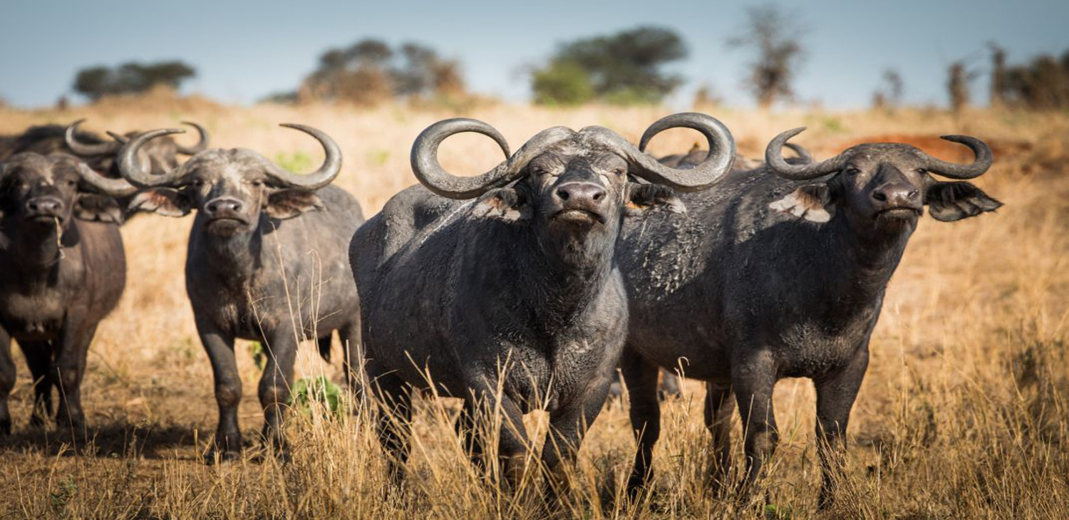 Safaris Package