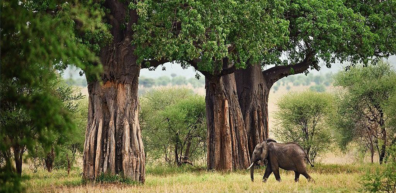 Safaris Package