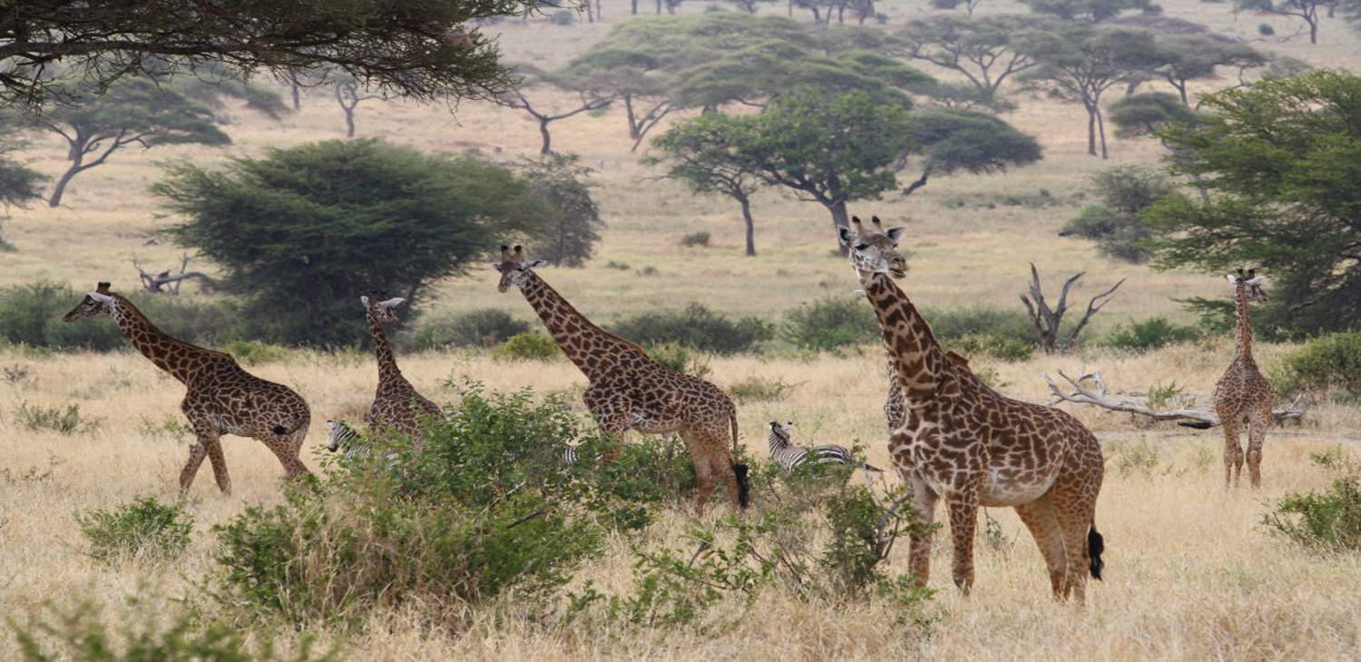 Safaris Package
