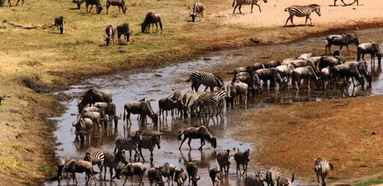 Safaris Package