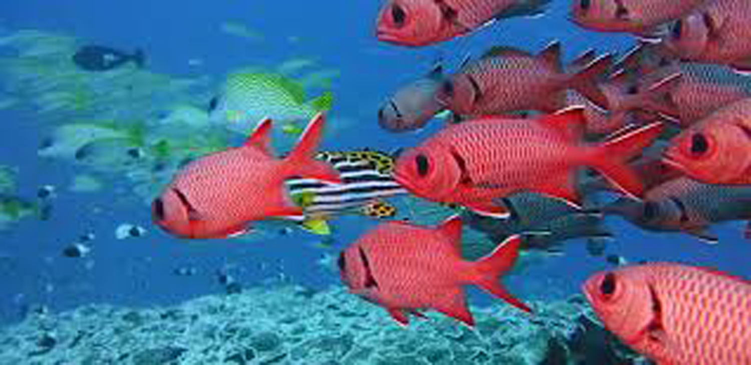 Snorkeling at Mnemba Atoll