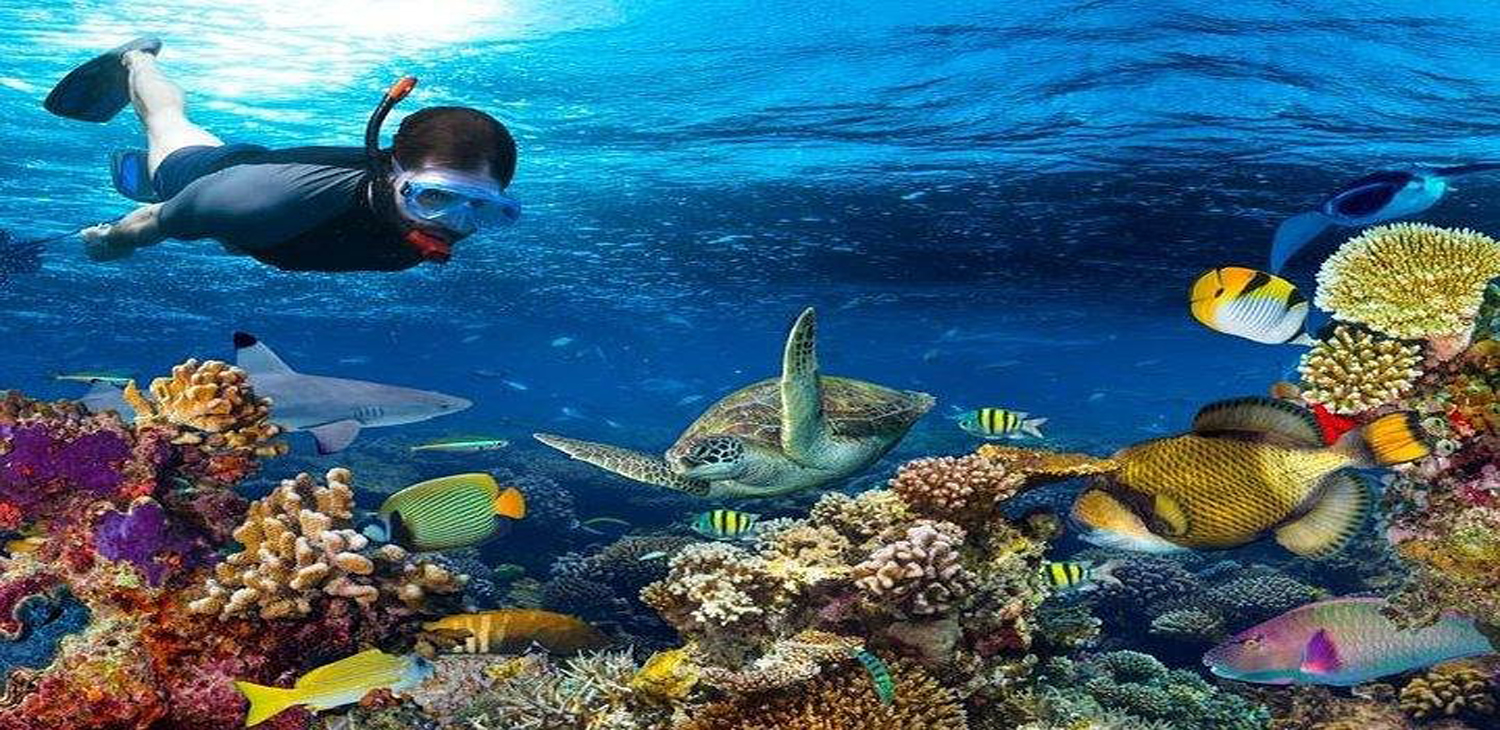 Snorkeling at Mnemba Atoll