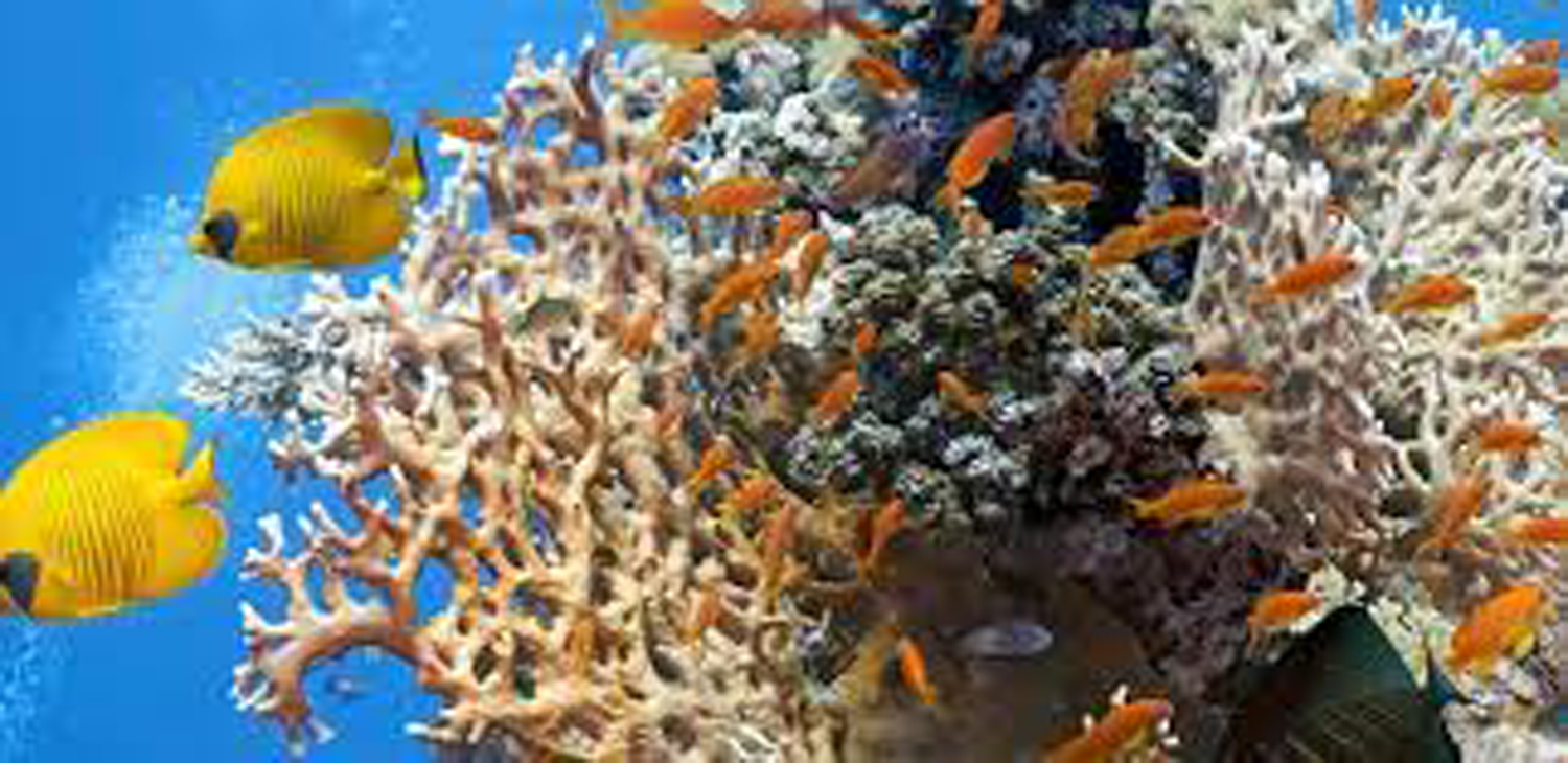 Snorkeling at Mnemba Atoll