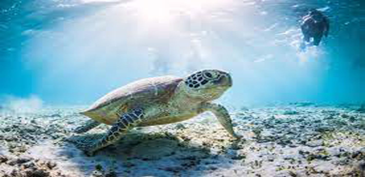 Snorkeling at Mnemba Atoll