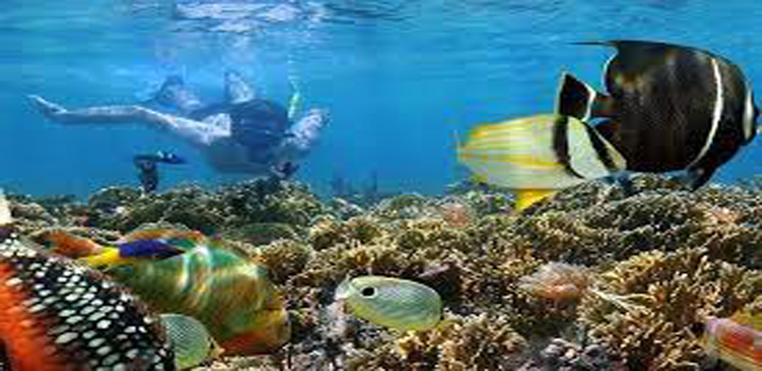 Snorkeling at Mnemba Atoll
