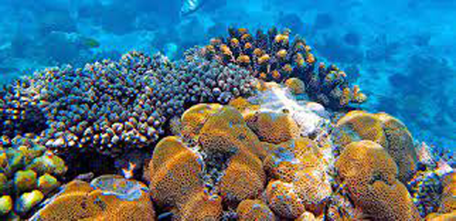 Snorkeling at Mnemba Atoll
